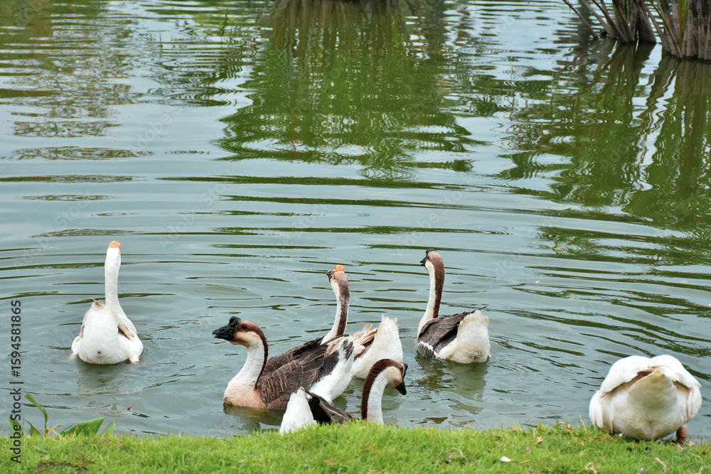 Obraz premium White and gray goose in water