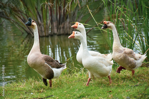 Adult Canada Goose with goslings eating in green grass. Canada geese frequently establish breeding colonies in urban and cultivated areas, which provide food and few natural predators.
