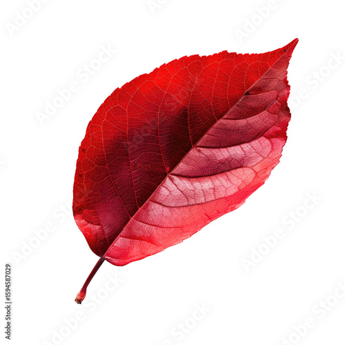 Close-up of vibrant red autumn leaf