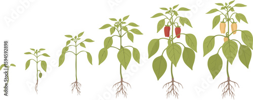 Illustrated Pepper Plant Growth Stages Seedling, Plant, Red Peppers, and Yellow Peppers Isolated on White