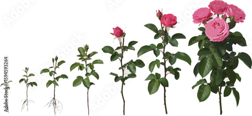 Rose Bush Life Cycle Stages Seedling, Growth, Bud, Blossom and Blooming Plant