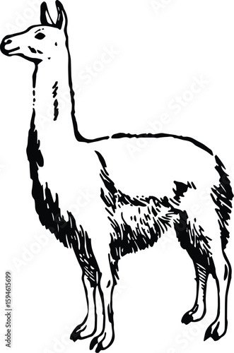 Illustration of a llama isolated on transparent background