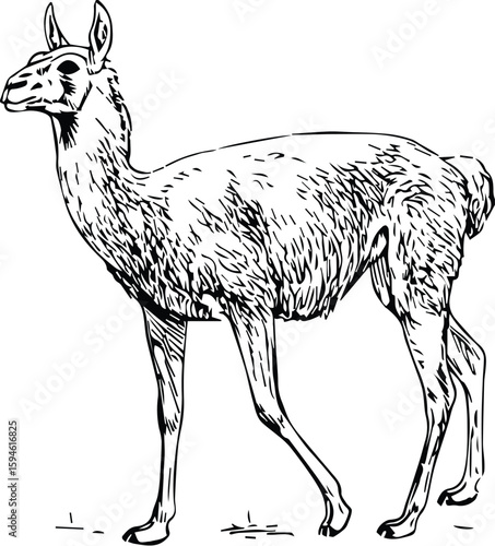 A llama stands gracefully isolated on transparent background