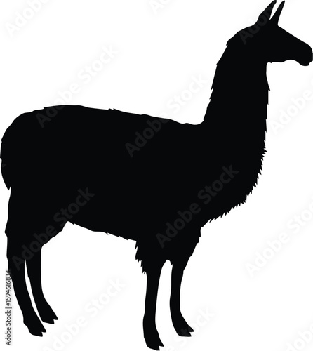 Silhouette of a llama standing on a transparent background