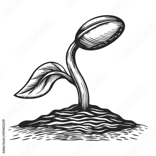 Sprouting seed illustration in vintage engraving style. Sprouting seed grows from fertile soil with delicate leaves, expressing life and growth.