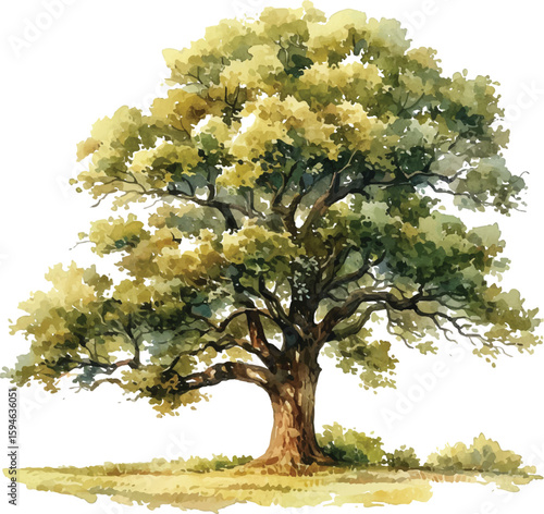 Single isolated oak tree with yellow flowers in a summer park landscape