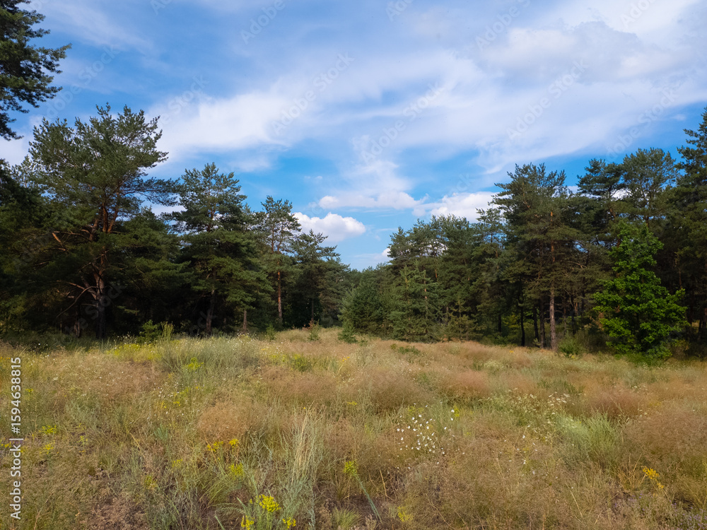 Landscape pine forest and beautiful sky. Field and forest. Clouds in the sky against the background of a pine forest. Natural landscape. Landscape pine forest and beautiful sky. Field and forest. Clouds in the sky against the background of a pine forest. Natural landscape.