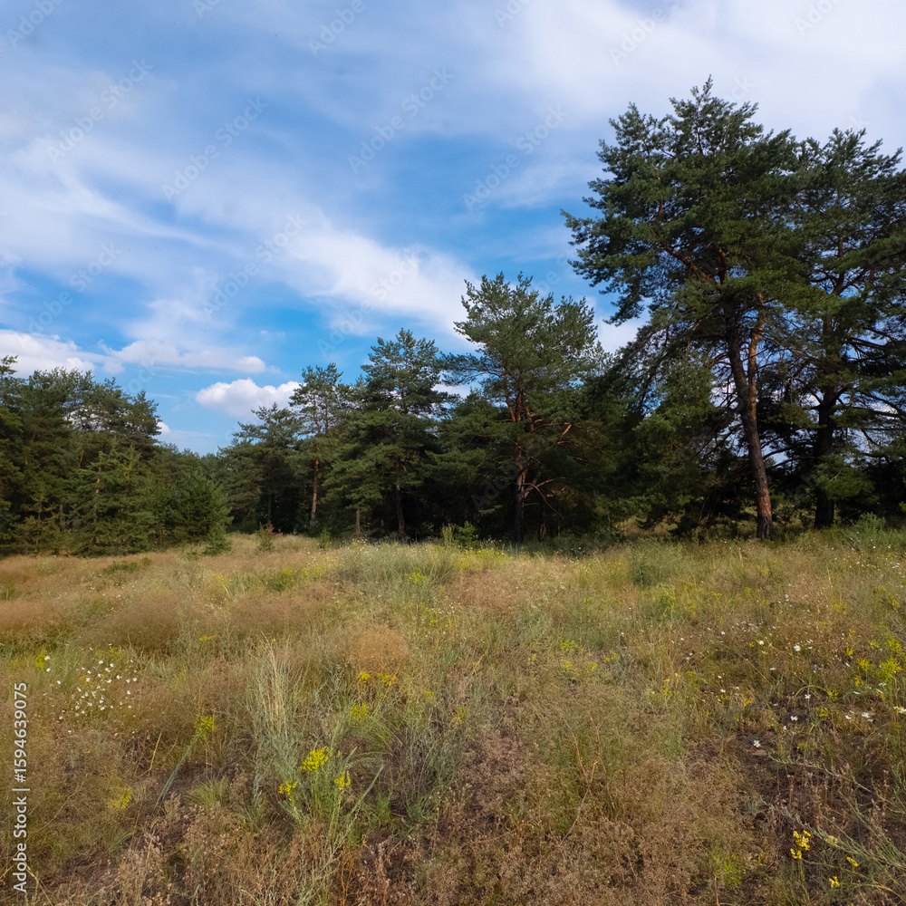 Obraz premium Landscape pine forest and beautiful sky. Field and forest. Clouds in the sky against the background of a pine forest. Natural landscape.