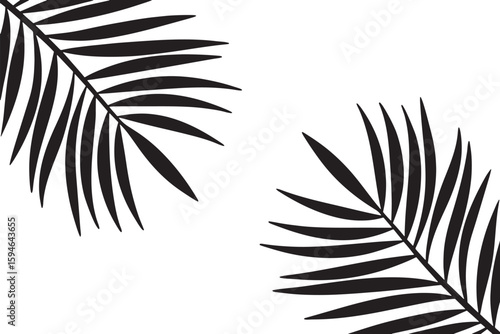 Botanical Silhouette: Elegant silhouettes of palm leaves grace the frame, their intricate patterns a nod to tropical flora, perfectly suited for adding a touch of natural elegance.