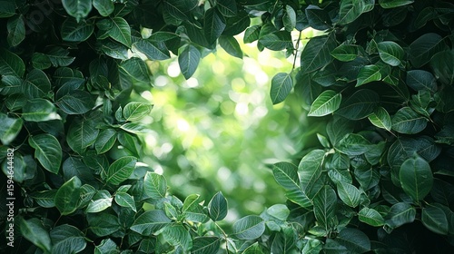 Lush Green Leaves Framing a Bright Nature Scene with Soft Focus Background for Digital Art and Photography Use