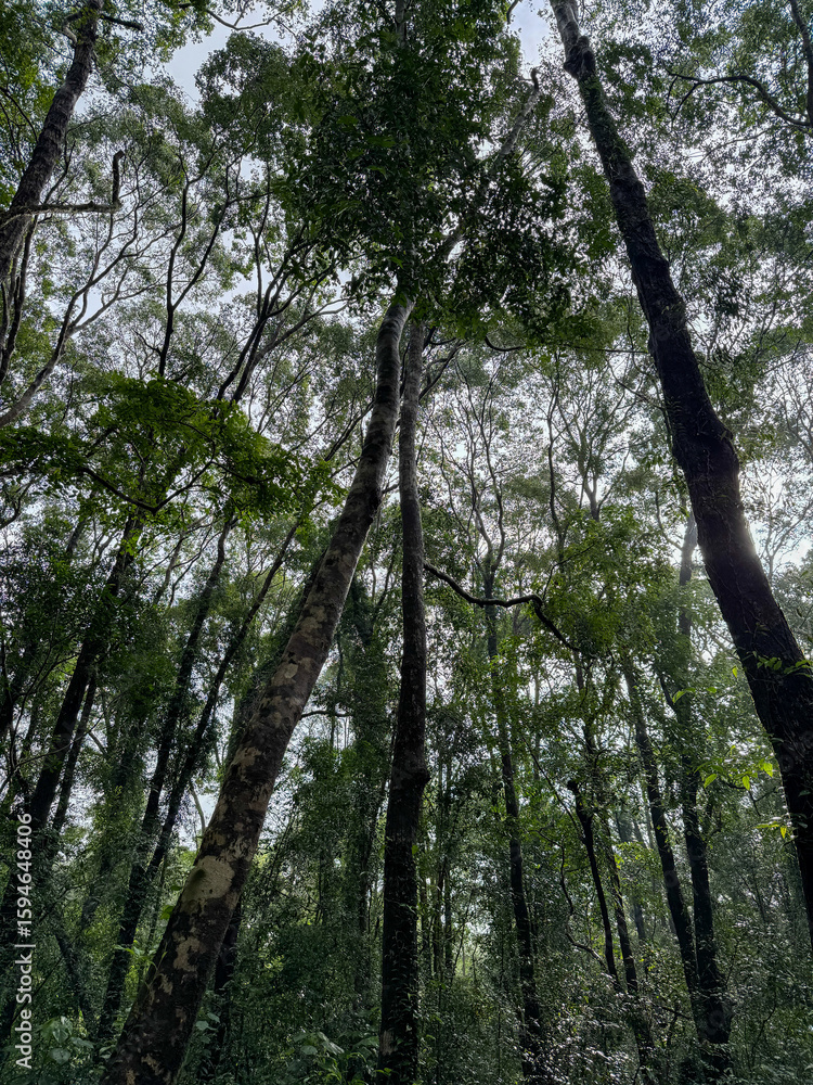 Fototapeta premium Looking up through the canopy of a dense forest,showcasing tall trees reaching towards the sky