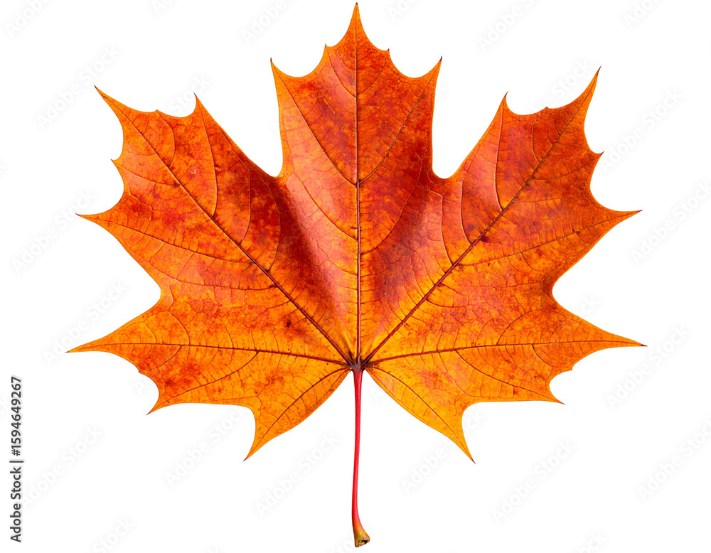 Fototapeta premium Single Maple Leaf with Autumn Colors, Top View PNG