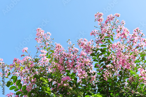 ピンク色の花　サルスベリ