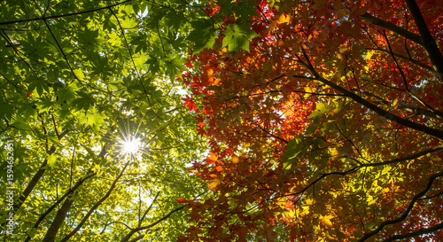 Sunlit Canopy: Green and Red Maple Leaves Against Blue Sky.