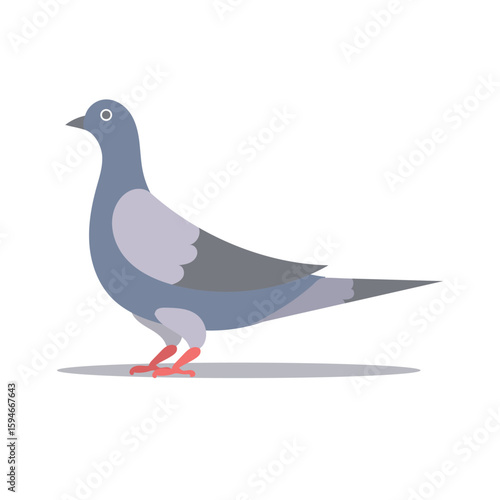 pigeon on a white background