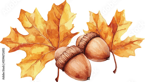 Watercolor Autumn Illustration with Acorns and Maple Leaves on White Background