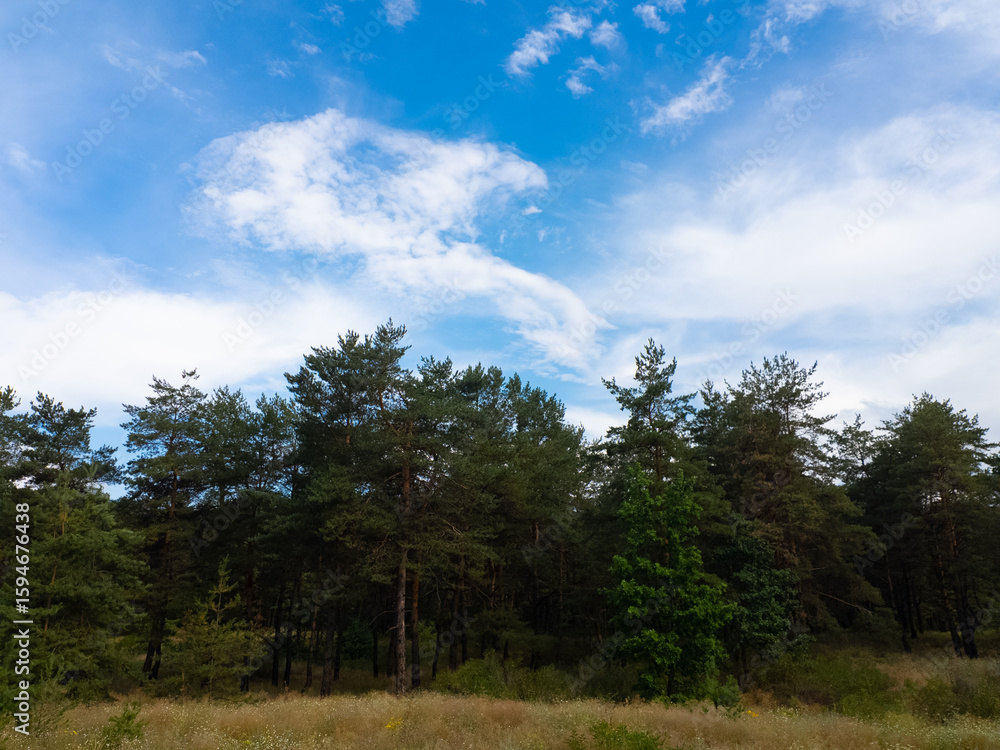 Obraz premium Landscape pine forest and beautiful sky. Field and forest. Clouds in the sky against the background of a pine forest. Natural landscape.