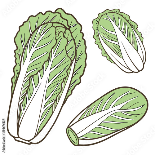 Collection set of Napa cabbage, In different perspectives