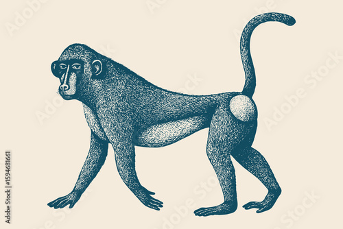 Baboon walking pose, vintage engraving style vector illustration