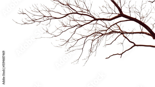 Wallpaper Mural Elegant bare tree branches against a solid black background Torontodigital.ca