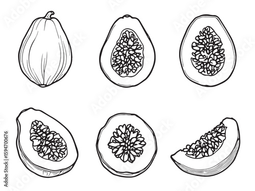 Papaya fruit vector illustration in line art