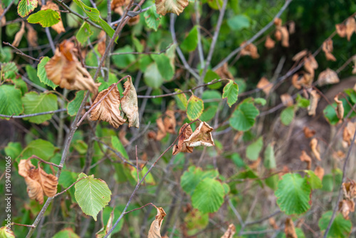 Close up of leaves of a hazel tree, Corylus avellana, showing drought stress.