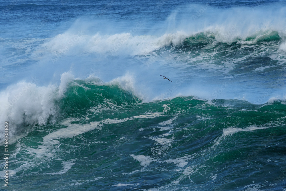 Obraz premium Kelp Gull (Larus dominicanus) flying amongst powerful ocean waves crashing onto the Hermanus shoreline after a dramatic winter storm. Whale Coast, Overberg, Western Cape, South Africa.