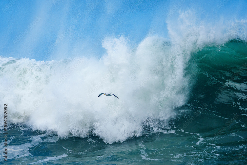 Obraz premium Kelp Gull (Larus dominicanus) flying amongst powerful ocean waves crashing onto the Hermanus shoreline after a dramatic winter storm. Whale Coast, Overberg, Western Cape, South Africa.