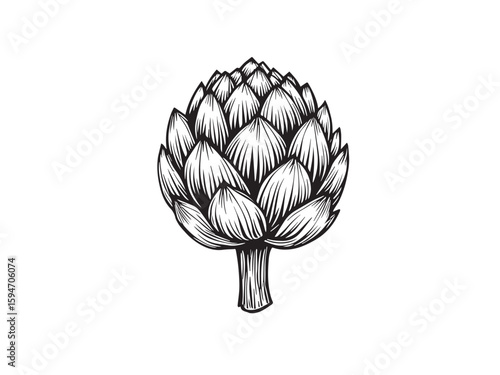 Artichoke vegetable hand drawn sketch vector