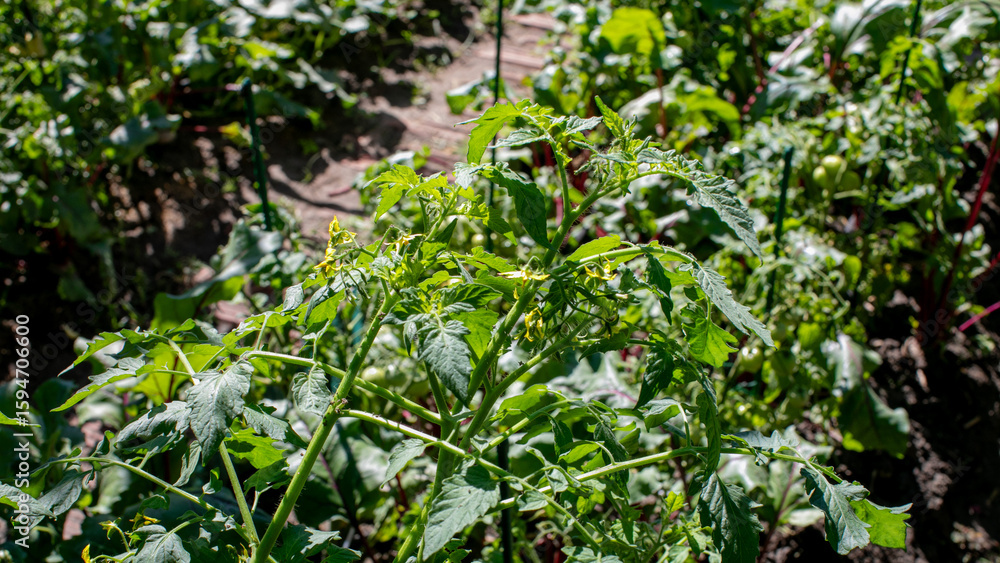 Verdant tomato vines basking in sunlight whisper tales of Chernobyl Herbarium Day and Tomato Festival, nurturing nature's resilience Verdant tomato vines basking in sunlight whisper tales of Chernobyl Herbarium Day and Tomato Festival, nurturing nature's resilience