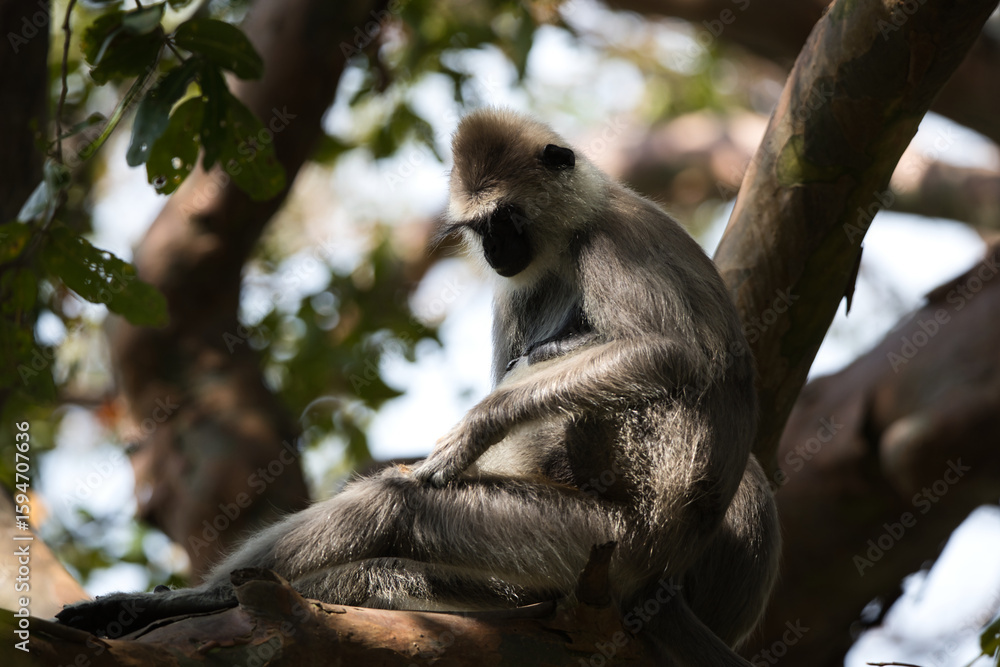 Fototapeta premium Monkeys in Sri Lanka perch on trees and walls, alert and playful, surrounded by lush greenery and tropical sunlight.
