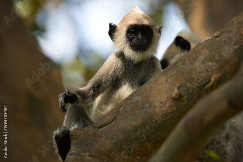 Monkeys in Sri Lanka perch on trees and walls, alert and playful, surrounded by lush greenery and tropical sunlight.