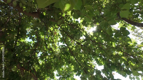 4K video captured with an action camera looking up at gently swaying tree branches. Sunlight filters through the green foliage on a hot summer day, accompanied by the natural sound of cicadas