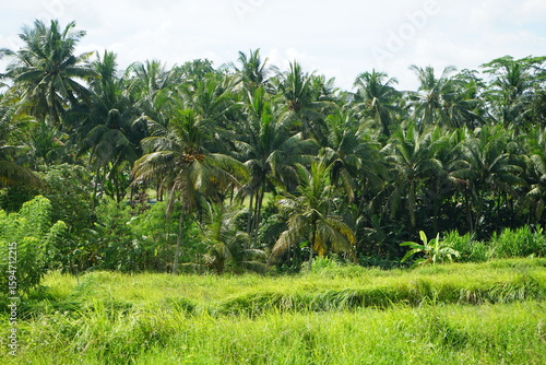 Wallpaper Mural palm trees Torontodigital.ca