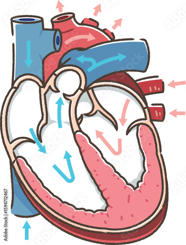 心臓の断面のイラスト Cross section of the heart
