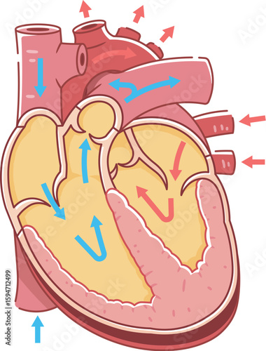 心臓の断面のイラスト Cross section of the heart