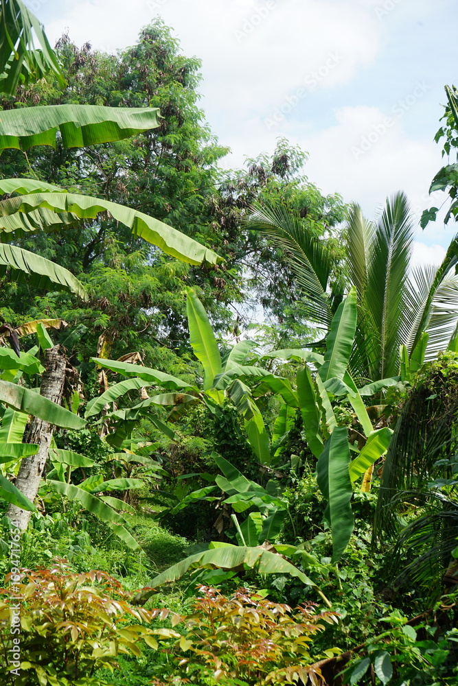 Fototapeta premium tropical forest