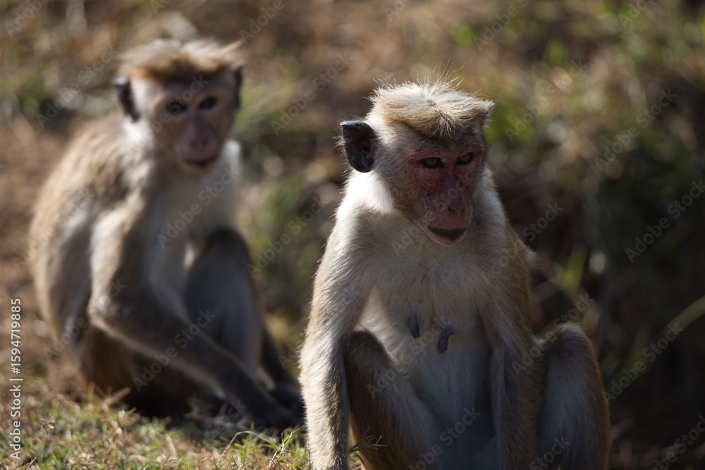 Naklejka premium Monkeys in Sri Lanka perch on trees and walls, alert and playful, surrounded by lush greenery and tropical sunlight.
