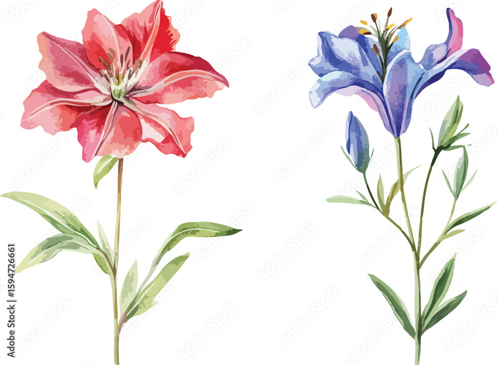 Fototapeta premium Watercolor Illustration of Red and Blue Flowers on White Background Botanical Art