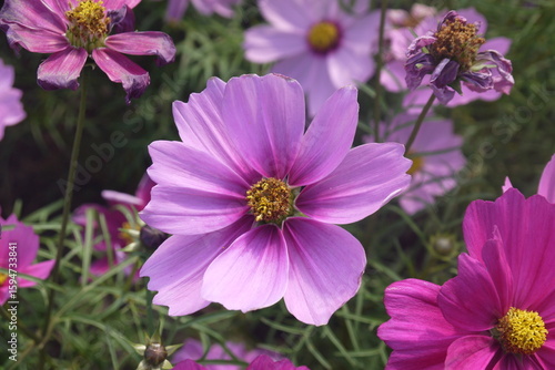 close-up vibrant pink Cosmo flowers in the garden in spring
