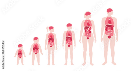 Internal organs in the human body