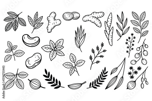 Hand Drawn Nut Leaf and Spice Line Art Vector Collection for Organic Food and Cooking Designs
