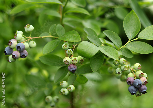 Clusters of blueberries in the process of ripening