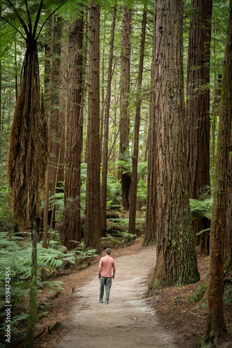 Man walking the trail amongst the huge trees in redwood park, Rotorua, New Zealand