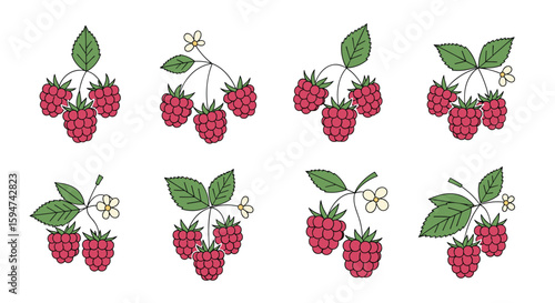 Collection of fresh ripe raspberry clusters with green leaves and delicate white flowers isolated on white background