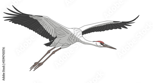 Majestic crane soars through the sky in a graceful display of avian flight