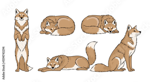 Adorable fox poses cute woodland creatures in various relaxed and alert postures
