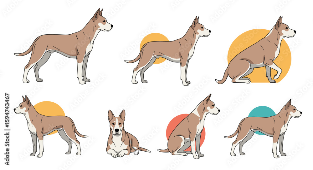 Obraz premium Collection of various poses and angles of a brown and white dog with erect ears and tail standing sitting and lying down against simple circular backgrounds