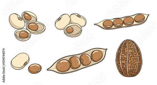 Illustrations of soybeans and soy pods showing seeds inside and out