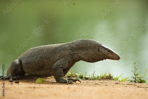 A monitor lizard in Sri Lanka walks slowly across the ground.